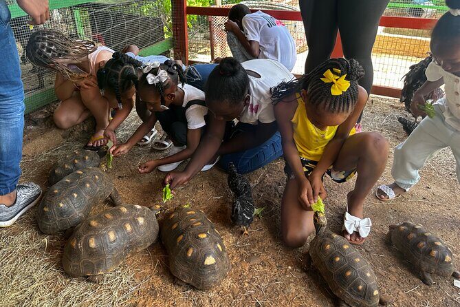 Connors Farms Petting Zoo - Connors Farms Petting Zoo in St Thomas: A Guided Petting Farm With Real Personality