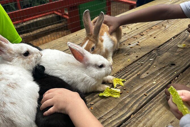 Connors Farms Petting Zoo - The Animal Interaction: Feeding and Petting With a Teaching Angle