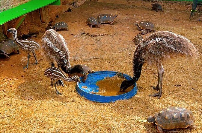Connors Farms Petting Zoo - Price and Value on St Thomas: Is $25 Worth It?