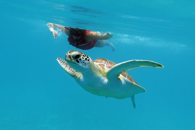 Coral Reef and Turtle Discovery Kayak and Snorkel Tour - The 5-Hour Flow Starting at Emerald Beach Resort