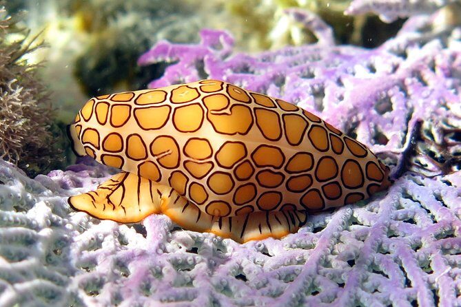 Coral Reef and Turtle Discovery Kayak and Snorkel Tour - Snorkel Stop #1: A Colorful Coral Reef Swim