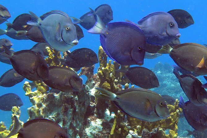 Coral Reef and Turtle Discovery Kayak and Snorkel Tour - The Lunch Break: Snacks, Water, and Refueling Mid-Adventure