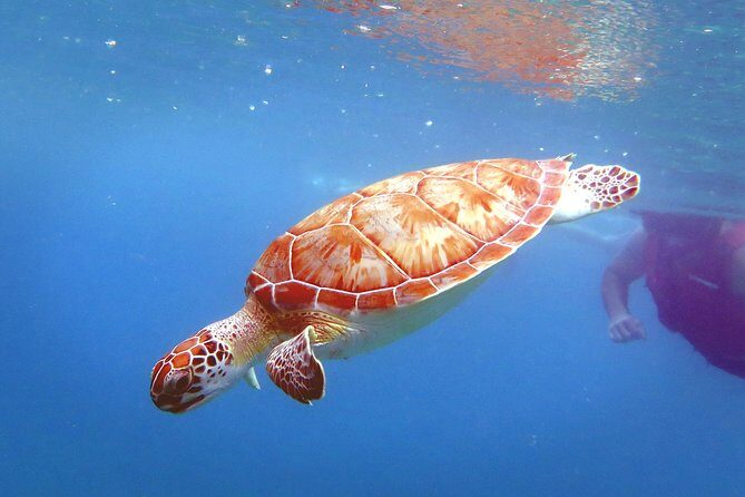 Coral Reef and Turtle Discovery Kayak and Snorkel Tour - Gear, Comfort, and the Sven Factor