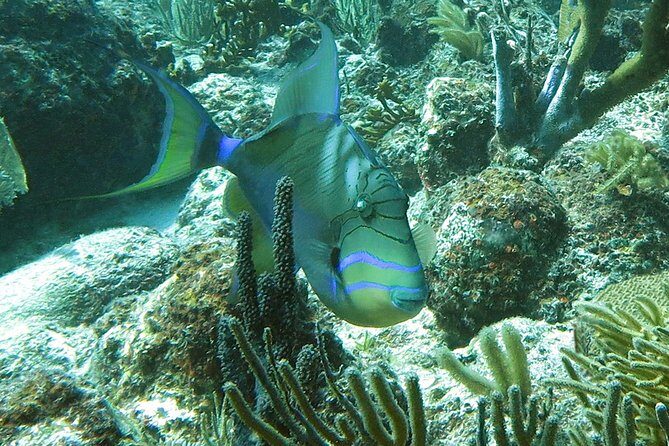 Coral Reef and Turtle Discovery Kayak and Snorkel Tour - Price and Value: Is $169 a Smart Spend?