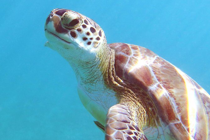 Coral Reef and Turtle Discovery Kayak and Snorkel Tour - Kayaking Time: Views, Rock Formations, and Gentle Guidance