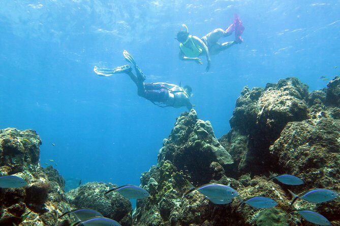 Coral Reef and Turtle Kayak Excursion - Tandem Kayaks + Snorkel Stops: the simple idea that makes this work