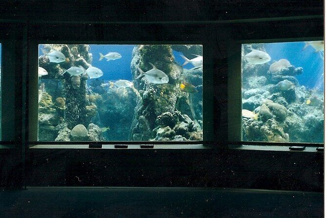 Guided Tour of Coral World Ocean Park & Happy Hour - Where You Start at 6450 Coki Point (and Why It Matters)