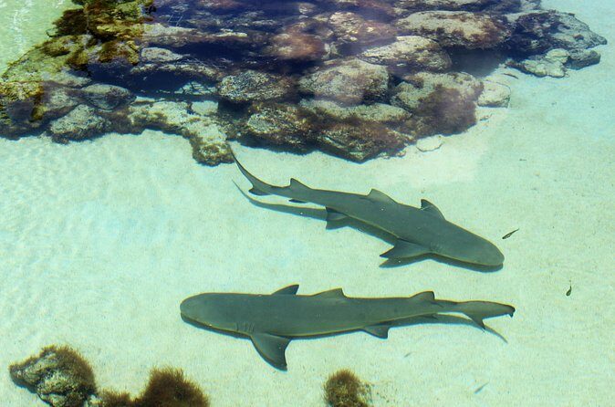 Guided Tour of Coral World Ocean Park & Happy Hour - Happy Hour Drinks: Included Fun After the Animals