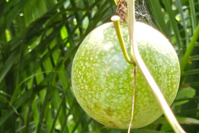 Island Eco Farm Tour with Local Treats and Sapphire Beach Time - Observation Deck Moments and Why the Views Matter