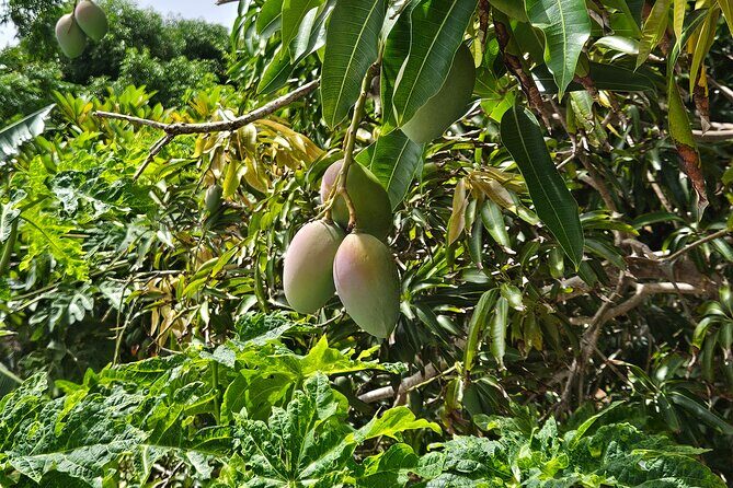 Island Eco Farm Tour with Local Treats and Sapphire Beach Time - Sapphire Beach: Two Hours to Breathe, Swim, and Take in the St. John Views
