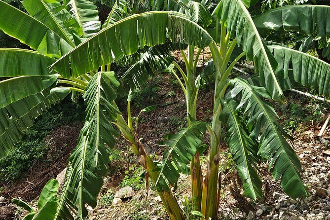 Island Eco Farm Tour with Local Treats and Sapphire Beach Time - Estate Road Farm Tour: Tropical Crops, High Views, and a Cooperative Garden