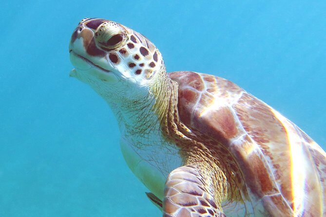 Kayak and Sea Turtle Snorkel with Beach Break - The “included” stuff that makes the day smoother than you expect