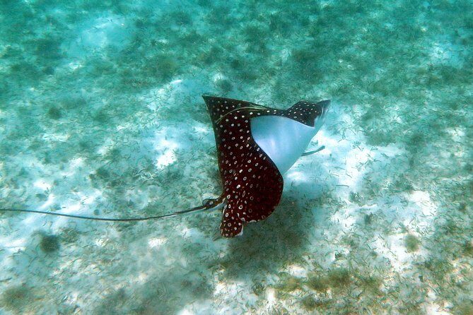 Kayak and Sea Turtle Snorkel with Beach Break - Windy day reality: how the tour handles changing conditions