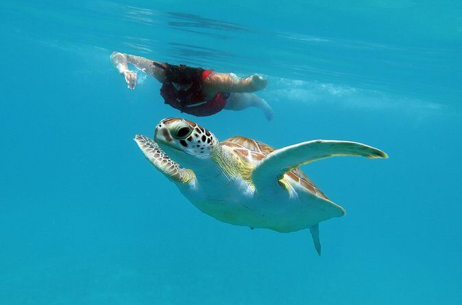 Kayak and Sea Turtle Snorkel with Beach Break - Photos and tipping: small admin, easy if you plan
