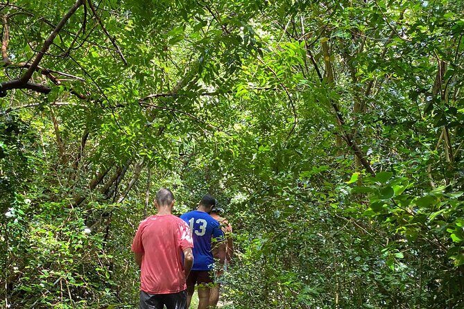 Magens Bay Trail Hiking Tour - Lush Tropical Walks: Wildlife, Plants, and Simple On-Trail Safety