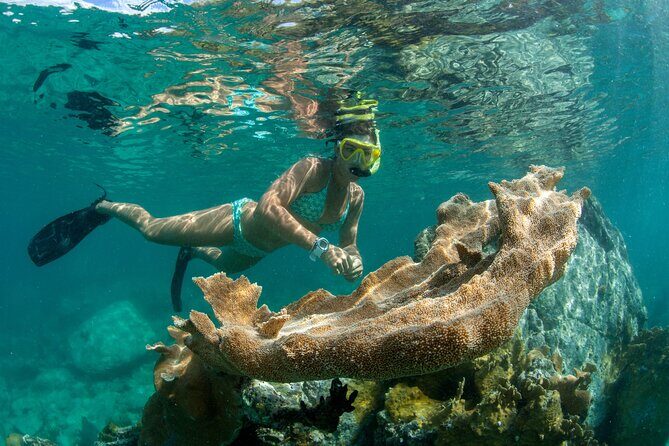 Maho Bay Turtle Snorkel with Lunch and Bar at Frenchman's Reef - Key Things I’d Focus On Before You Go