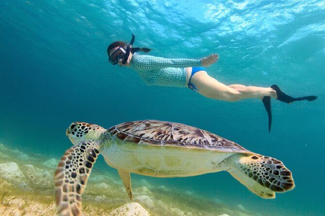 Maho Bay Turtle Snorkel with Lunch and Bar at Frenchman's Reef - First Snorkel Stop: Meeting Green and Hawksbill Turtles