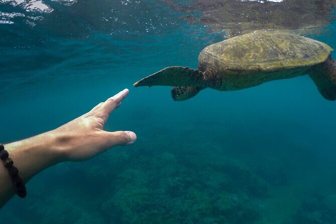 Maho Bay Turtle Snorkel with Lunch and Bar at Frenchman's Reef - The Lunch Break on Board: Picnic-Style Food and a Reset