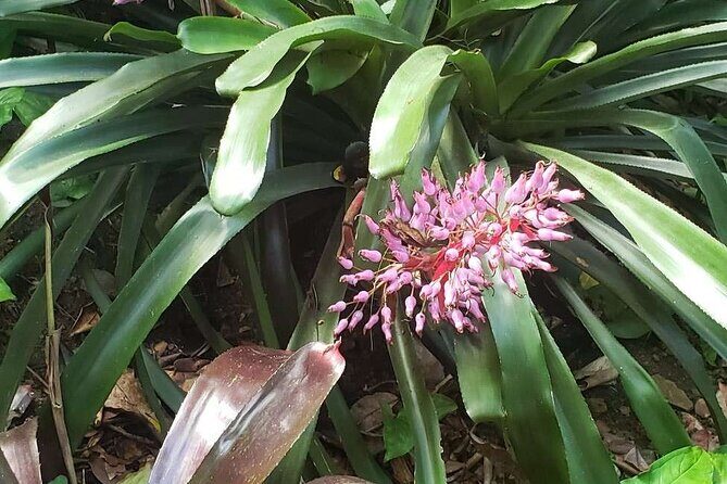 Nature and Sightseeing at Phantasea Tropical Botanical Garden - Price check: is $15.80 worth it when admission is included?