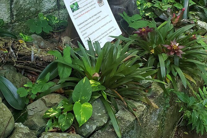 Nature and Sightseeing at Phantasea Tropical Botanical Garden - Timing and pacing: a 2-hour tour with a focused garden stop