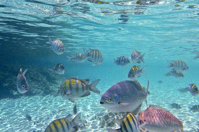Paradise Taxi & Tours USVI-St Thomas- Airport Transfer Sapphire / Crystal Cove - East End drop-offs for Sapphire Beach and Crystal Cove (and plenty more)