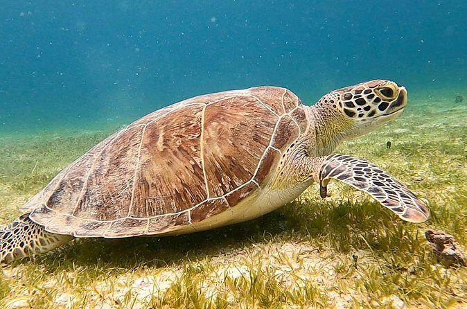 Private Full Day Charter to the British Virgin Islands from USVI - Norman Island: Views, Pirate Lore, and a Beachfront Lunch Moment