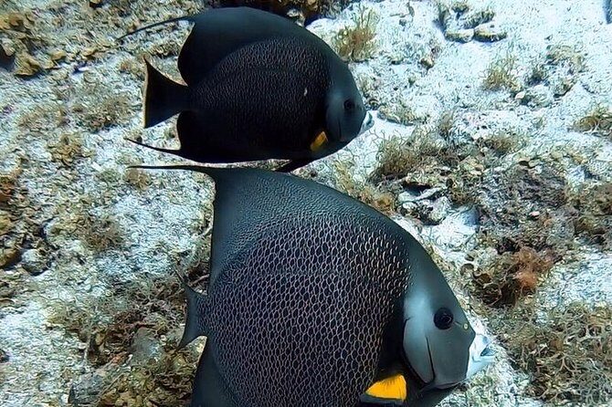 Private Full Day Guided Snorkeling or Diving Charter in St Thomas - Stop 2: Secret Harbour for a Lunch Break (Swim-In, Not Step-On)