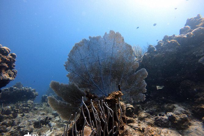 Private Full Day Guided Snorkeling or Diving Charter in St Thomas - Stop 3: Ledges of Little St. James (Protected Marine Park Vibes)