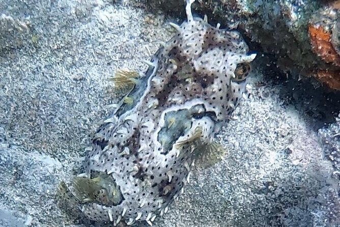 Private Full Day Guided Snorkeling or Diving Charter in St Thomas - Stop 4: Christmas Cove at Greater St. James (Relaxing Reef Time)