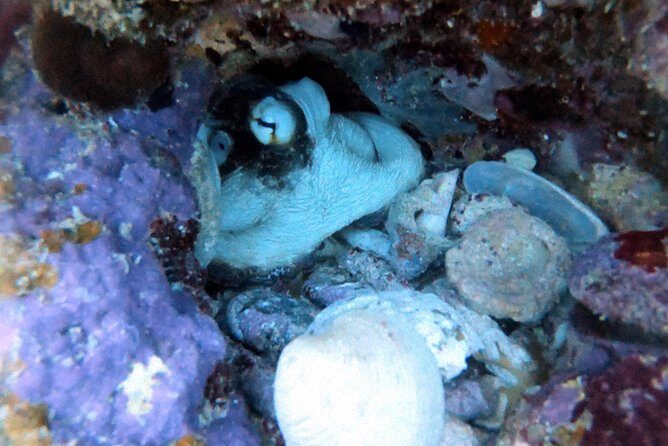 Private Full Day Guided Snorkeling or Diving Charter in St Thomas - Price and Value: Paying for Exclusivity (and What You Get Back)