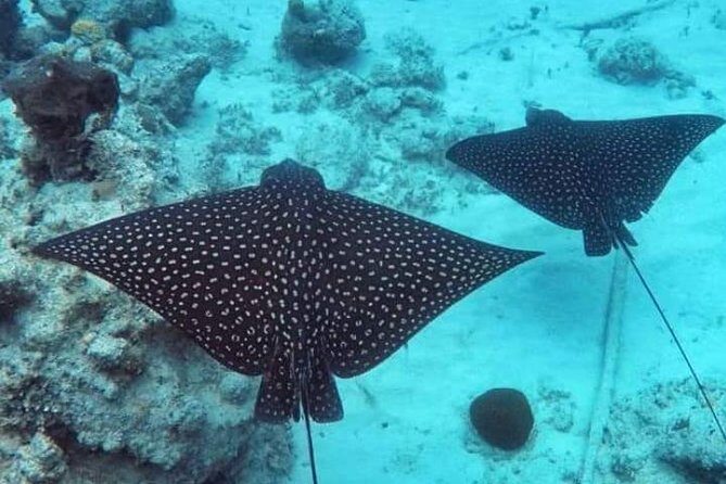 Private Full Day Sail/ Snorkel Experience USVI (Sapphire Marina, STT pick up) - Honeymoon Beach and Other Anchor-and-Swim Stops