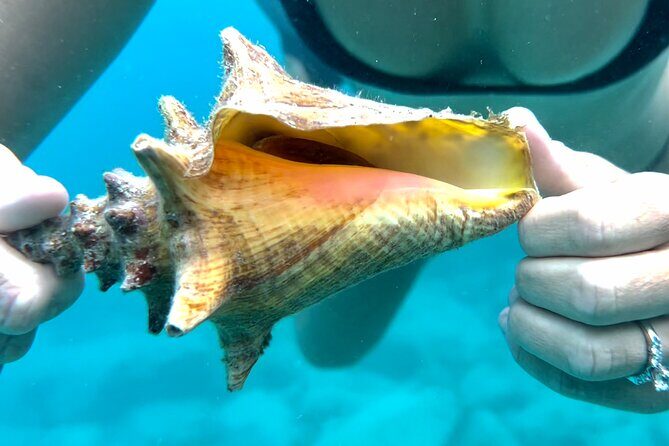 Private Luxury Catamaran Half Day Charter - Turtle Cove and the Buck Island National Wildlife Refuge area: guided snorkeling the right way