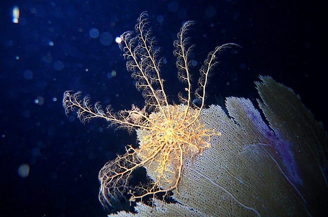 Private Sunset Charter + Guided Night Snorkeling in St Thomas - Sunset Stage: Swim or Watch From the Boat