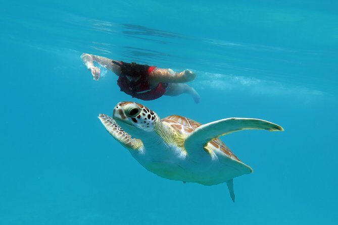Reef and Turtle Adventure - Kayak and Snorkel Tour - Getting There: Emerald Beach Resort Start and the 9:30 am Rhythm