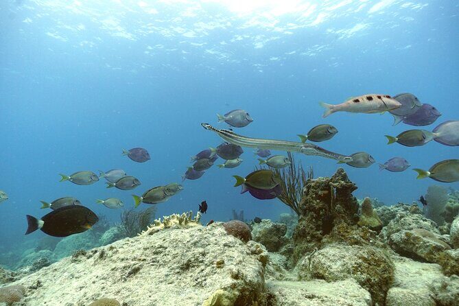 Reef and Turtle Adventure - Kayak and Snorkel Tour - Sea Turtle Habitat: Seeing Wildlife Without Making It a Chore