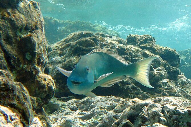 Reef and Turtle Adventure - Kayak and Snorkel Tour - Guides and Small-Group Attention: Where the Tour Shines