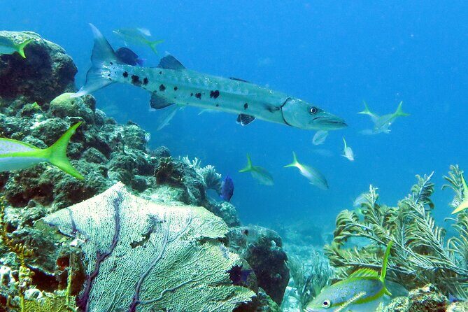 Reef and Turtle Adventure - Kayak and Snorkel Tour - Gear, Photos, and the Optional Underwater Memory Fee