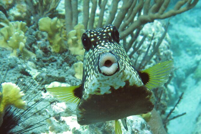 Reef and Turtle Adventure - Kayak and Snorkel Tour - The 5-Hour Plan: Kayak Workouts, Snorkel Breaks, and Realistic Pace