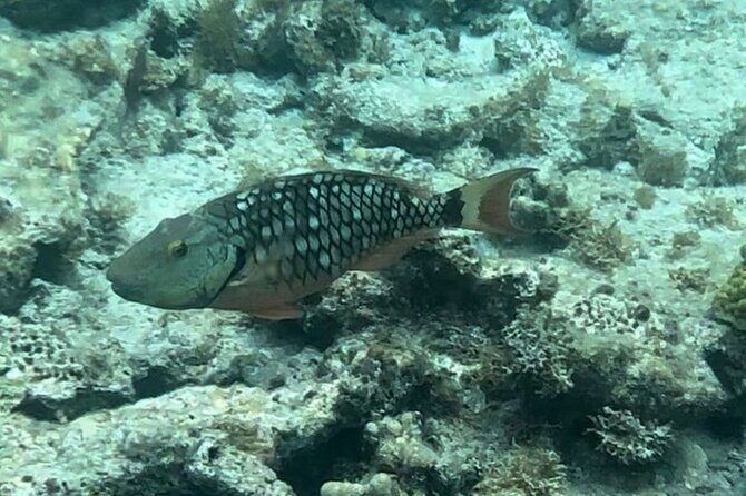 Sail and Snorkel Private Charter - Mid-Day Sail 1230pm to Sunset - Lovango and white-sand cays: why these stop choices are about more than views