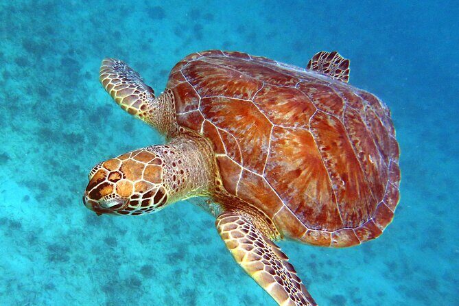 Small Group Sea Turtle Tour (Guaranteed to see turtles) - Key Points Before You Go