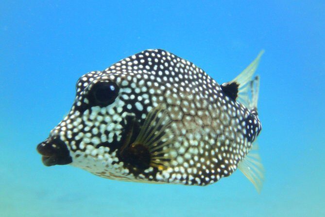 Snorkeling Adventure in St Thomas - The Real Fuel: Snacks, Drinks, and Pirate Punch on the Return