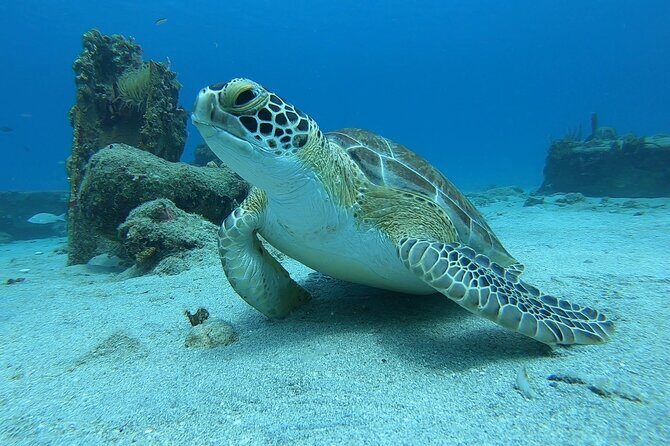 Snorkeling Gear Rental - Practical “On the Beach” Reality: How to Make It Work