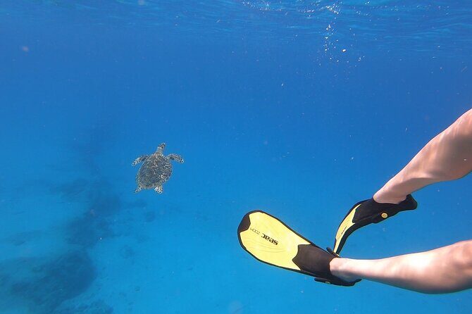 Snorkeling Gear Rental - What You Get: Mask, Dry Snorkel, and Fins That Fit