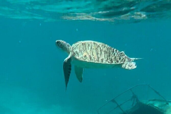 St John -Jeep Ride with A Guide! Customize Itinerary Your Way! - Stop 6: Virgin Islands National Park for remote beaches and sea turtles