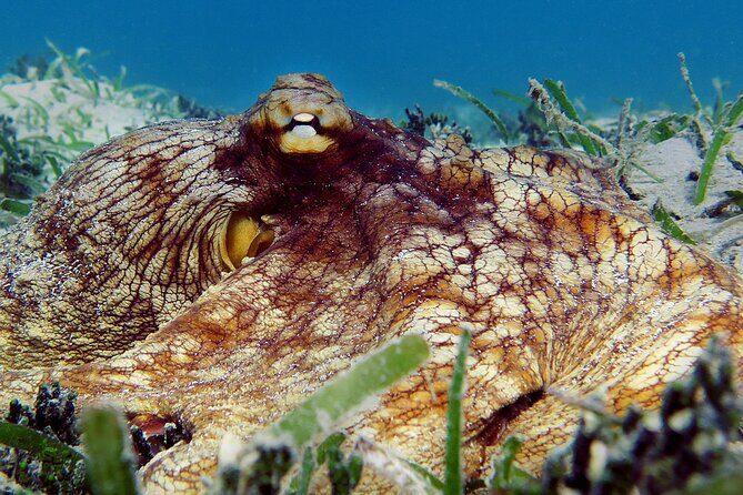 St Thomas Kayak and Sea Turtle Snorkel Excursion - Price and value: is $139 worth it?