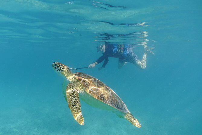 St Thomas Sea Turtle Snorkel Kayak Adventure Tour - Guides Who Stay With You: Connor, Sven, Michelle, and the Photo Advantage