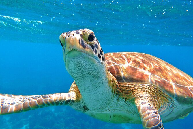 The Frederiksted St. Croix Sea Turtles Snorkeling Tour - Key Highlights You’ll Care About