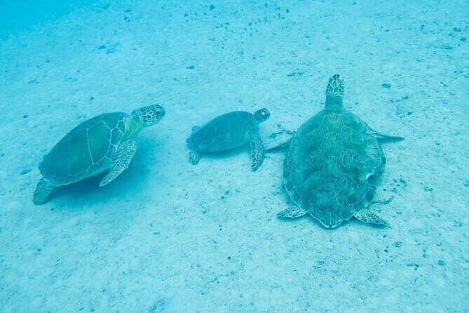 The Frederiksted St. Croix Sea Turtles Snorkeling Tour - Turtle Cove by the Pier: How the 75-Minute Snorkel Feels