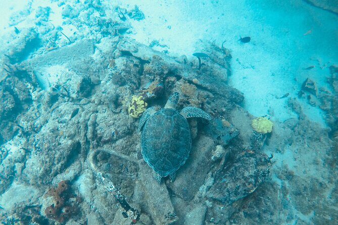 The Frederiksted St. Croix Sea Turtles Snorkeling Tour - The Underwater Rules You’ll Want to Follow