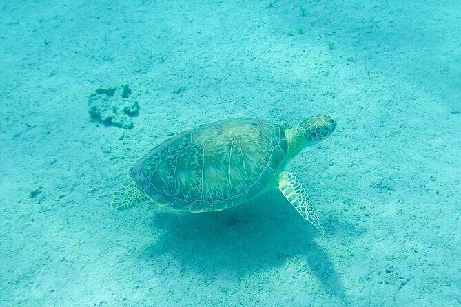 The Frederiksted St. Croix Sea Turtles Snorkeling Tour - Meeting Point Reality Check: Where You Should Start